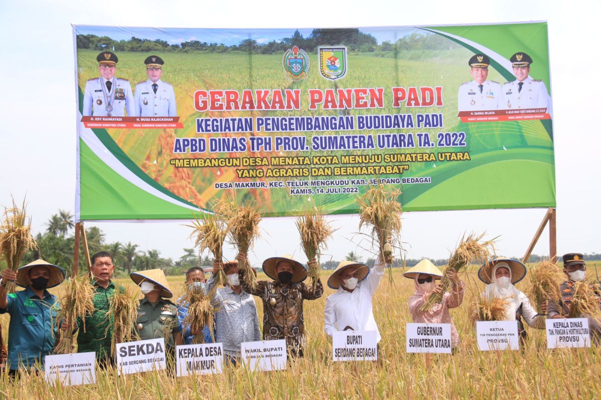 Pemprov: Panen padi di Sumut  terjadi setiap bulan