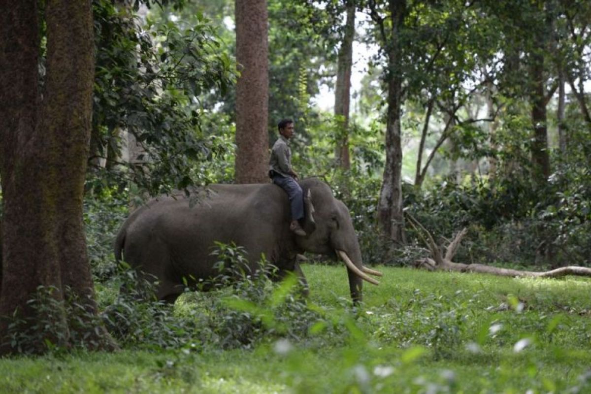 Balai TN Tesso Nilo-BBKSDA Riau berupaya setop konflik gajah-manusia