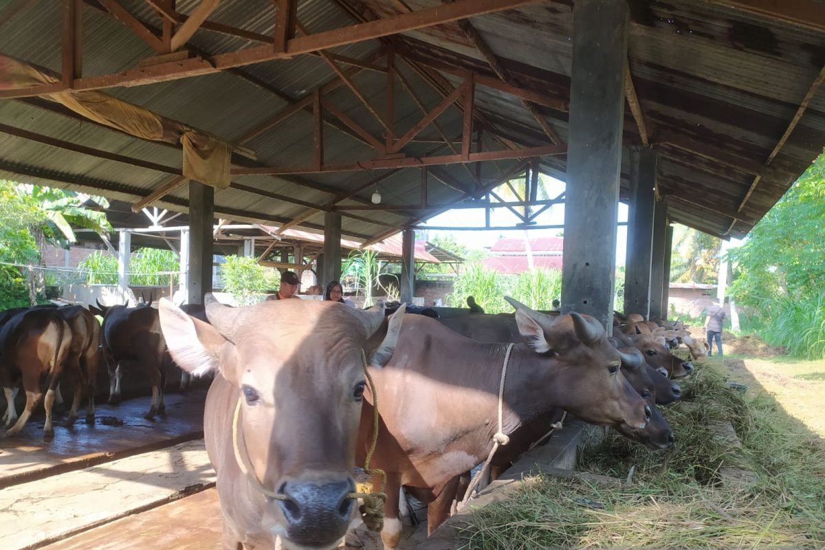 Sebanyak 1.059 hewan ternak di Provinsi Bengkulu sembuh dari PMK