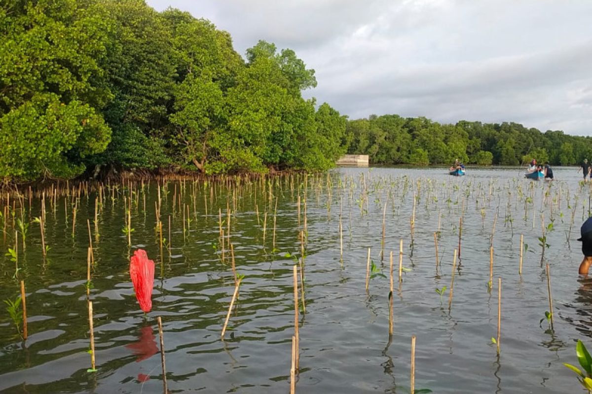 DKP Sulsel tanam 20.000 bibit mangrove di Pangkep