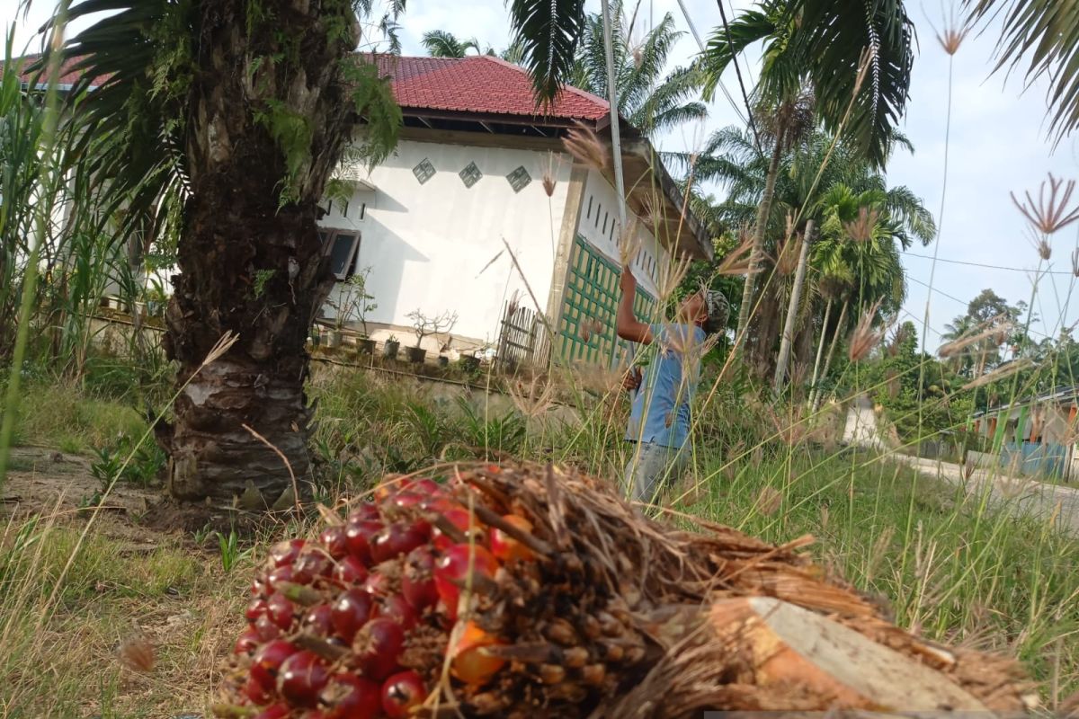 Harga sawit di bawah Rp1.000, patani di Aceh Tamiang ogah panen