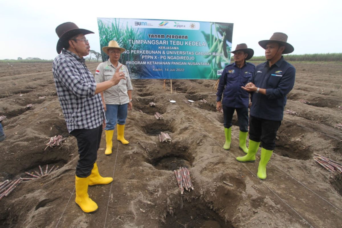 PTPN X gandeng UGM Yogyakarta lakukan program demplot