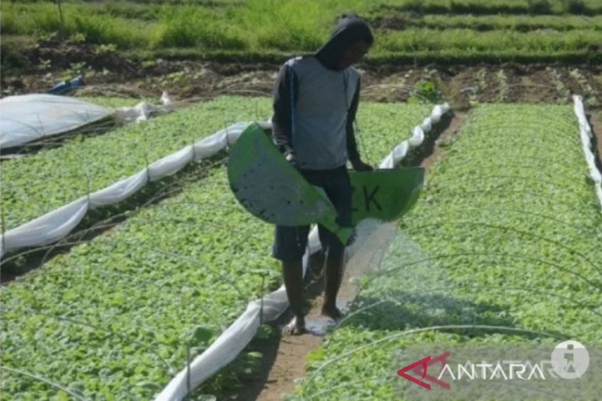 Petani Jatim respon positif pembatasan pupuk subsidi jadi urea dan NPK