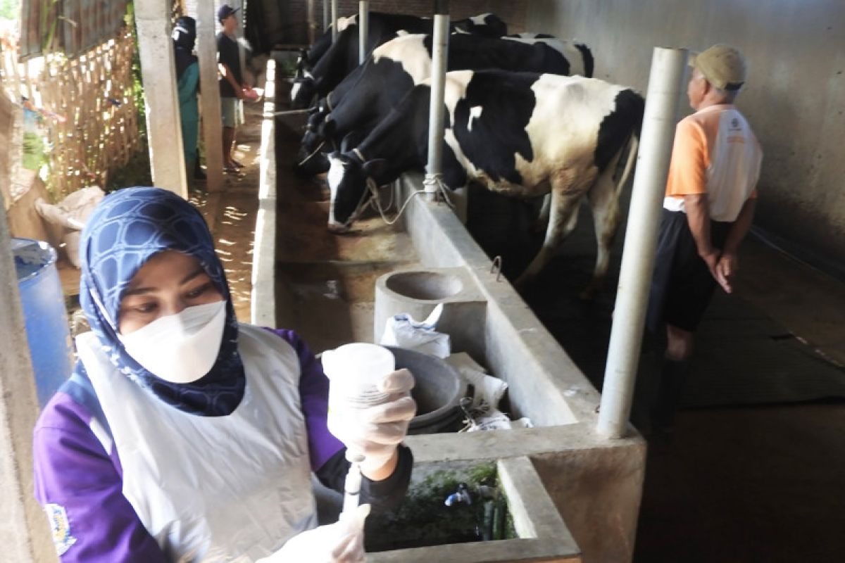 Ratusan ternak di Kota Malang disuntik vaksin cegah PMK