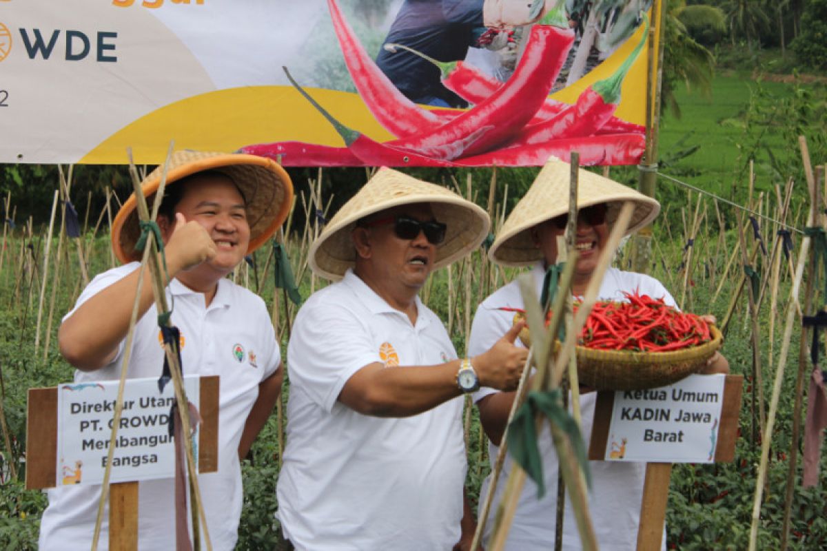 "Startup agritech" CROWDE dampingi petani cabe hingga panen