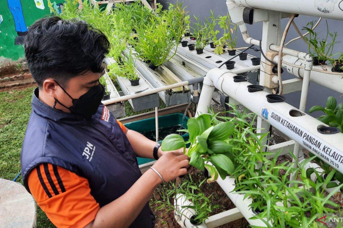 Urban farming takes root among youth in south of Jakarta