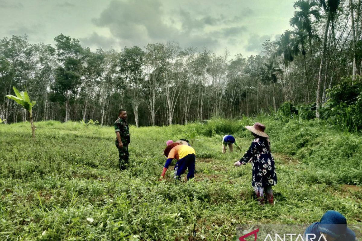 Warga dan Babinsa Koramil 1001-01/Juai gotong royong buka lahan porang