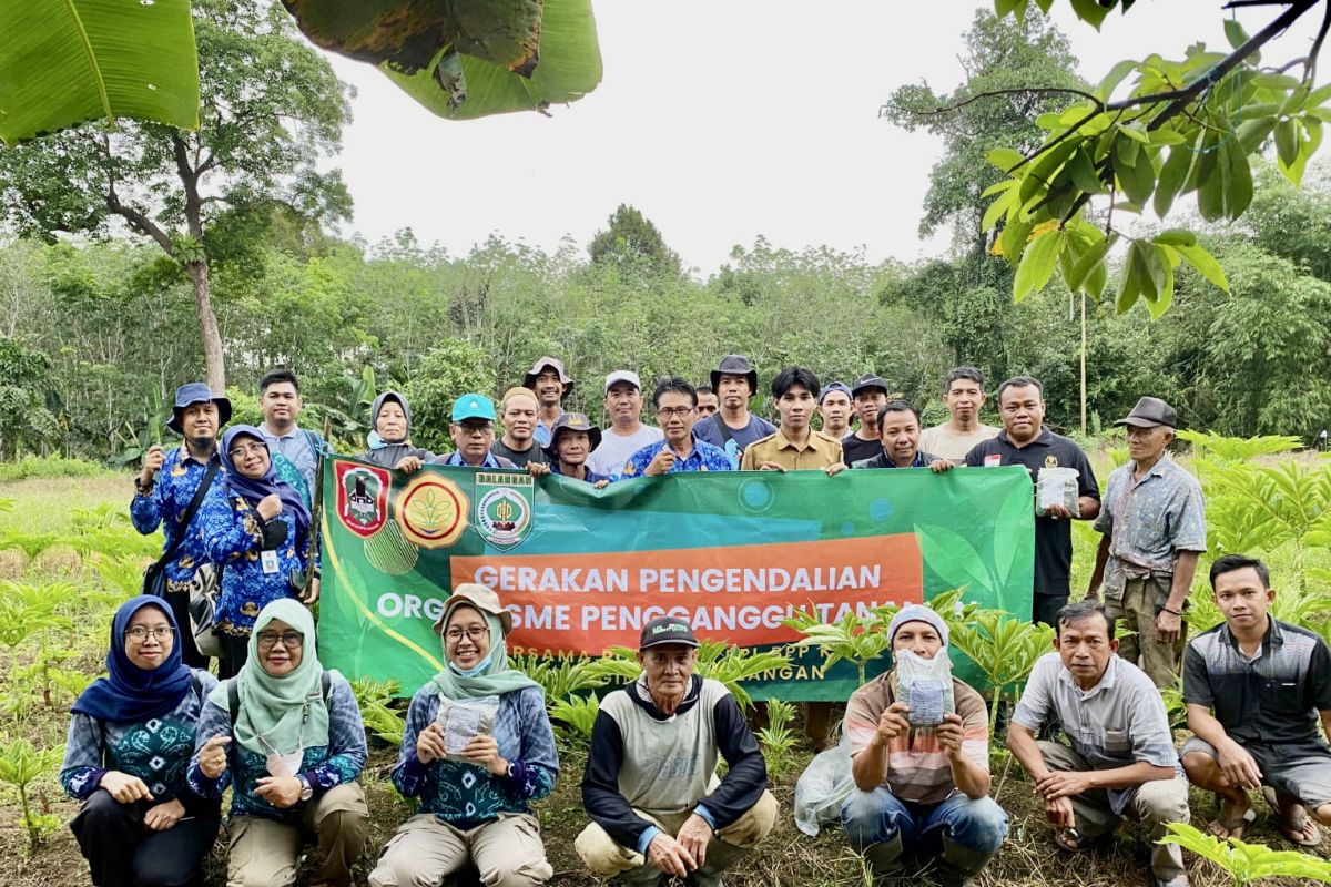 BPP Paringin kendalikan OPT untuk menangkal penyakit pada tanaman