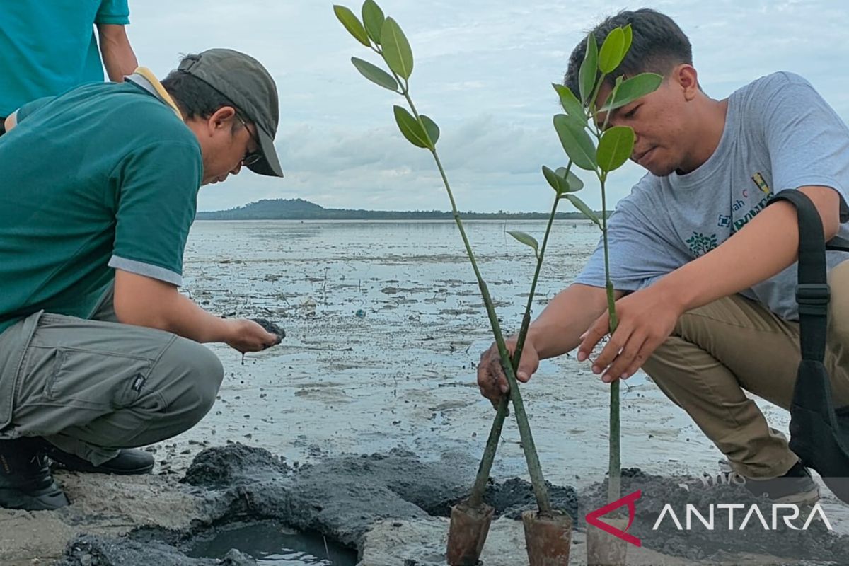 Pemkab Bangka Tengah & Unmuh Babel tanam 1.000 bibit mangrove