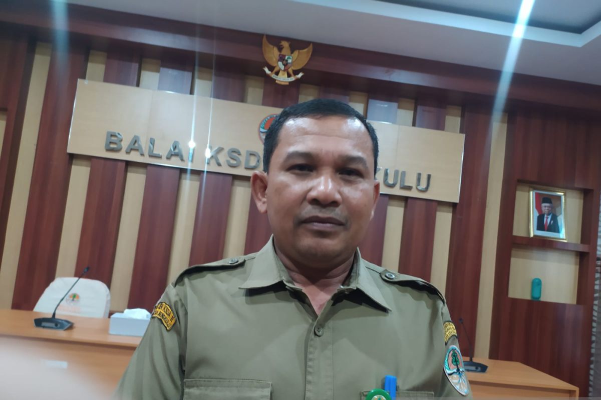 BKSDA: Buaya temuan warga Bengkulu Utara dibiarkan di habitatnya