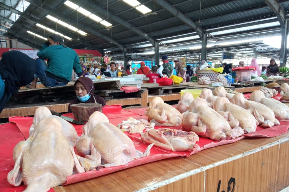 Harga ayam potong di Bandarlampung Rp50.000 per ekor