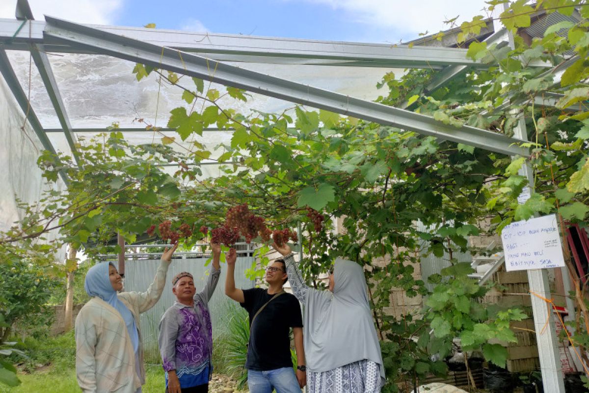 Ikon agro wisata anggur Desa Awang Besar Barabai HST Kalsel