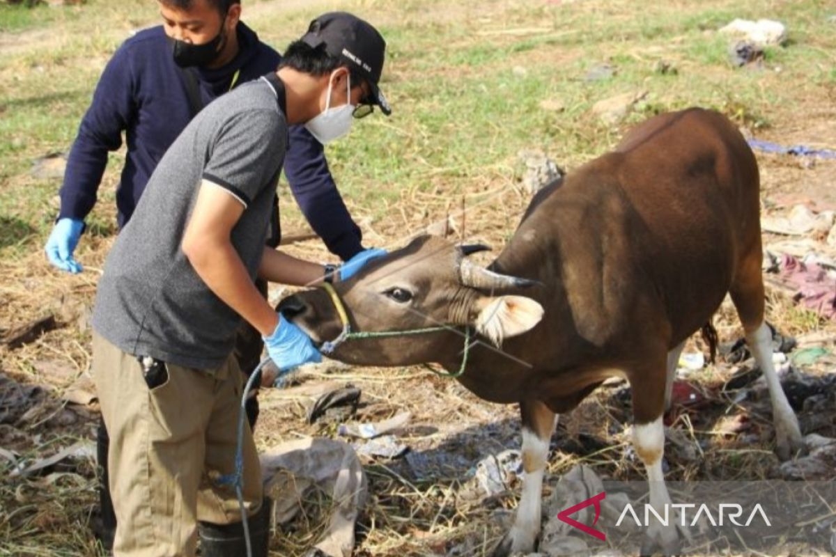 Satgas: 165.584 ekor ternak sembuh dari penyakit mulut dan kuku