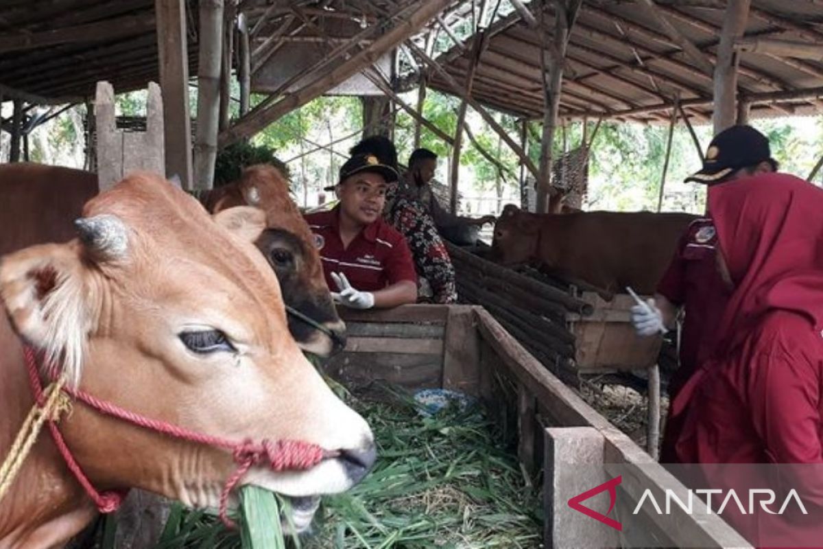 Pemkab Pamekasan beri vaksin gratis 6.600 ekor sapi