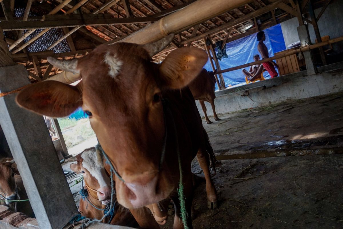 Disnak: 41.050 hewan ternak di Bengkulu telah divaksin PMK