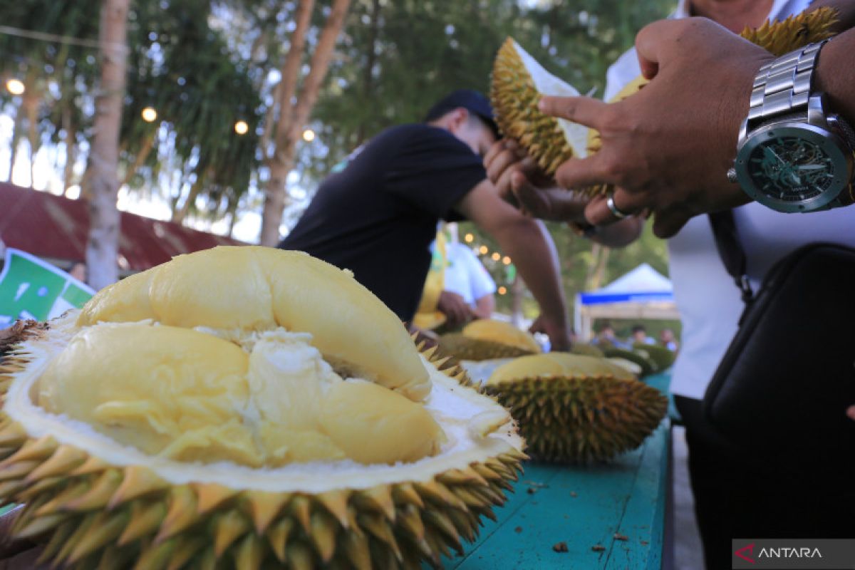 Durian bantal Aceh Jaya juara festival traveler Indonesia