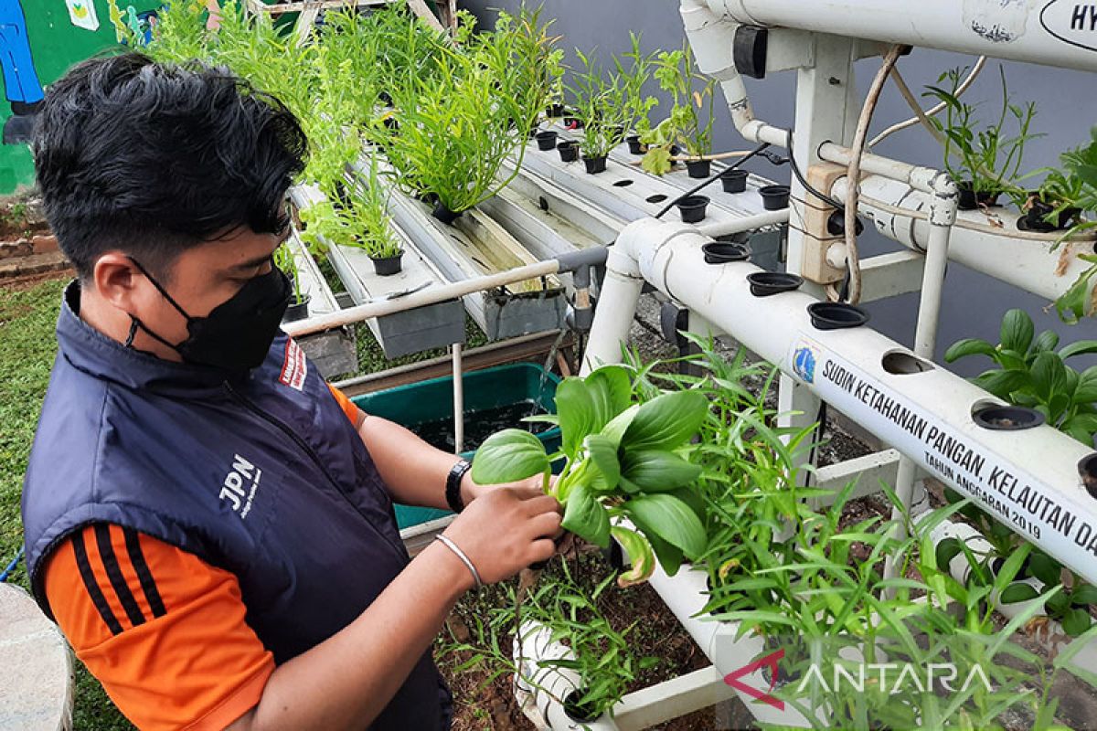 Urban farming takes root among youth in south of Jakarta