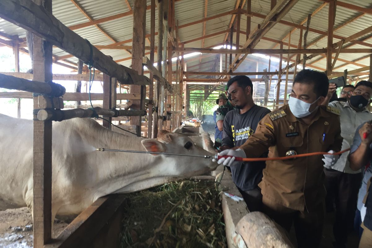 Seluruh ternak terjangkit PMK di Aceh Besar sembuh, Pj Bupati minta peternak tetap waspada