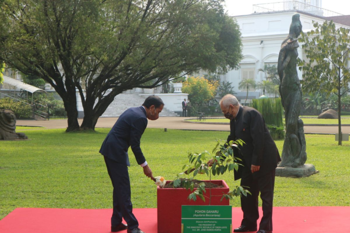 Jokowi dan Jose Ramos-Horta tanam Pohon Gaharu bersama di Istana Bogor