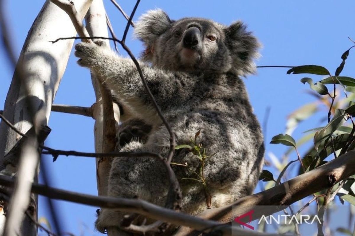 Dua tewas, lusinan rumah hangus akibat kebakaran hutan di Australia