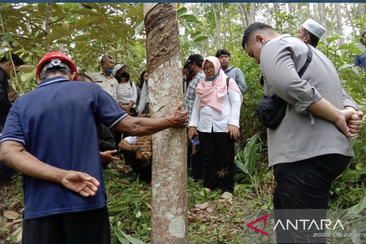 Disbun Kaltim identifikasi pengendalian jamur putih pada karet