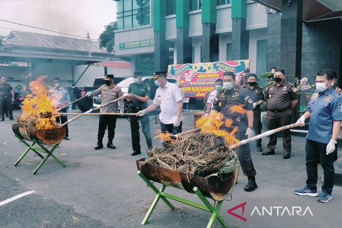 Kejari Rejang Lebong memusnahkan ganja 95,7 kilogram