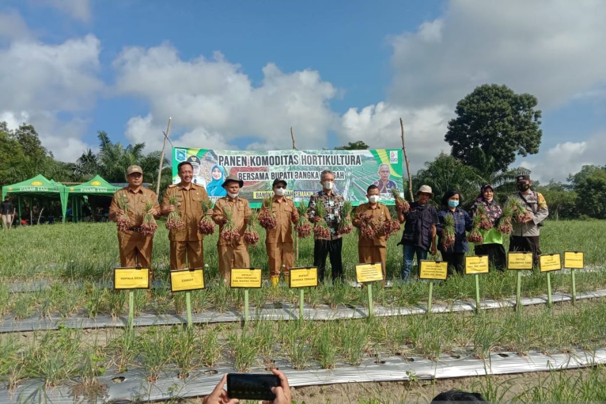 Pemkab Bangka Tengah siapkan lima hektare lahan budi daya bawang merah