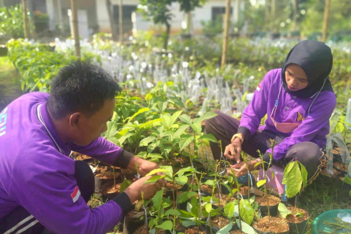 Agro Eduwisata Cibubur siapkan 5.000 bibit alpukat Cipedak
