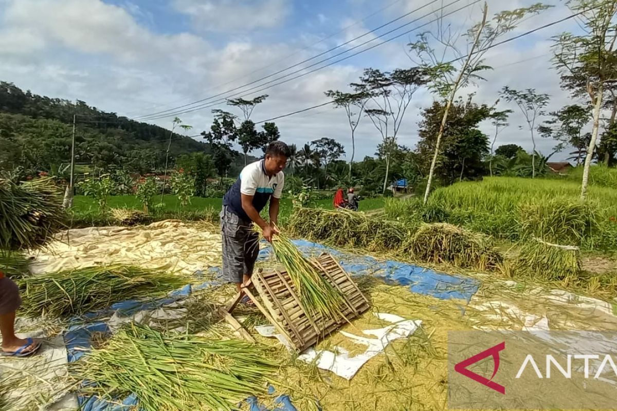 Pemerintah Kabupaten Bangka maksimalkan produksi padi