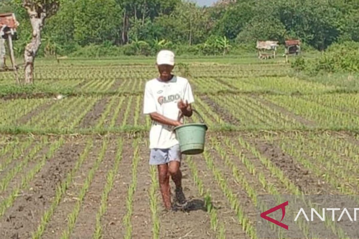 Petani Probolinggo diimbau gunakan pupuk kandang saat subsidi dicabut