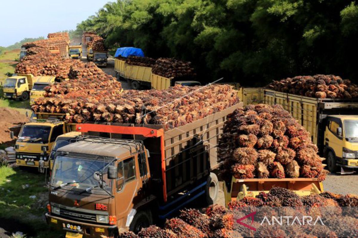 Pasaman Barat dorong pembangunan pabrik kelapa sawit dari dana LPDB