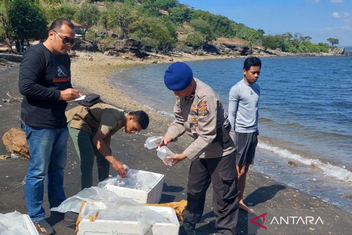 Polairud Bima mengungkap kasus pengiriman terumbu karang ilegal