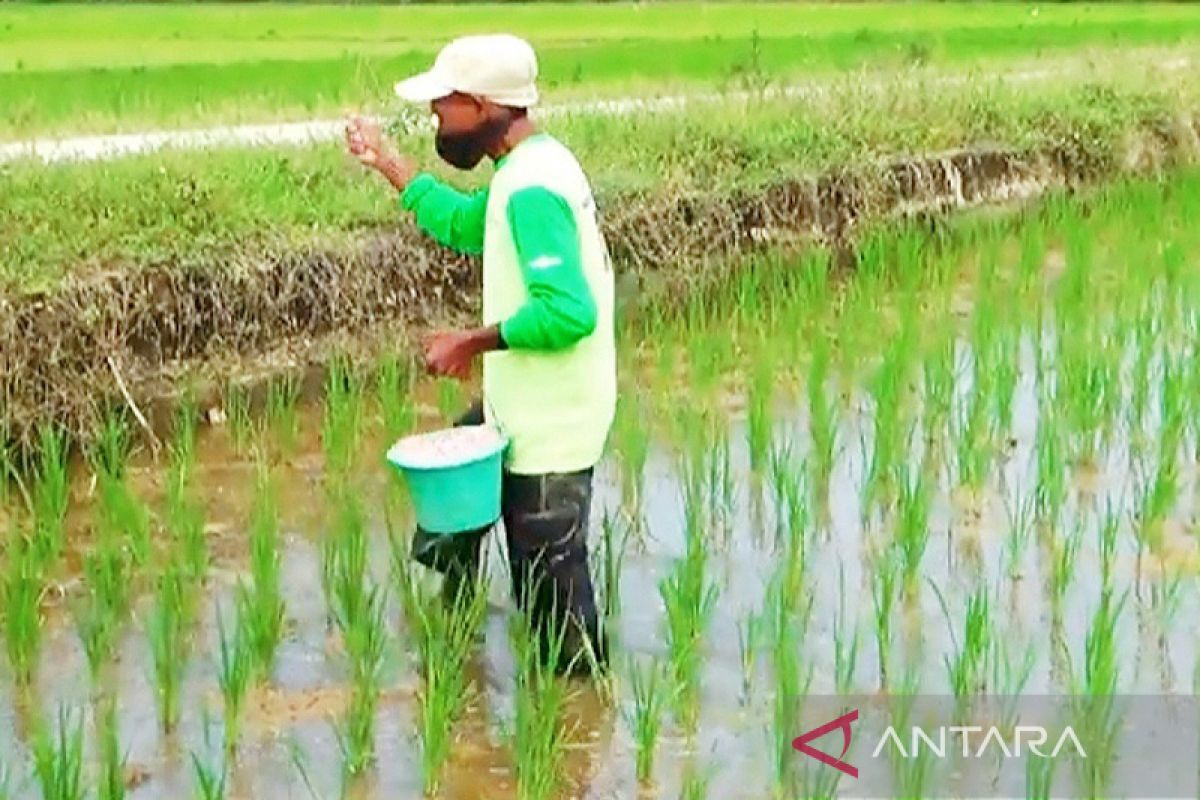 Produksi beras di sentra persawahan Bangka Tengah capai 680,4 ton