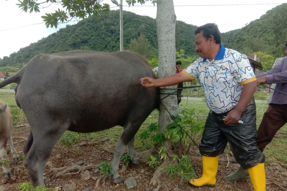 Angka kesembuhan PMK di Aceh Besar capai 51,7 persen