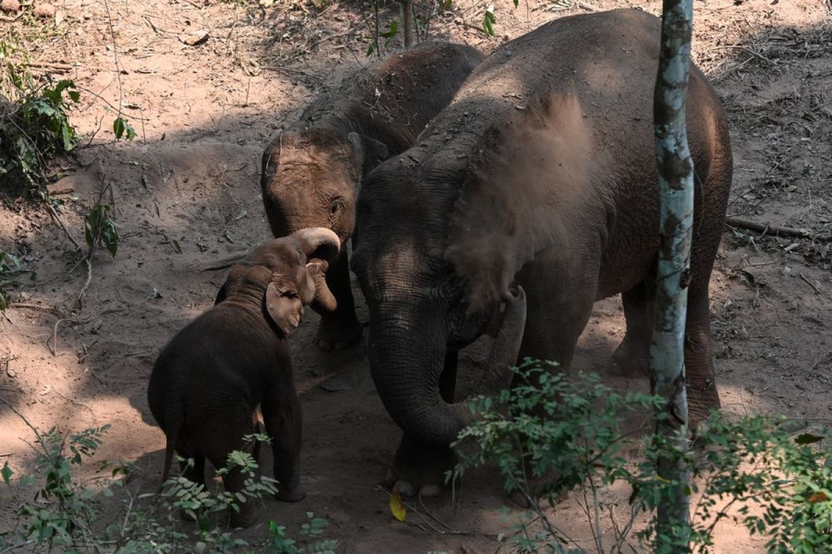 Provinsi Yunnan di China laporkan 360 ekor gajah Asia liar