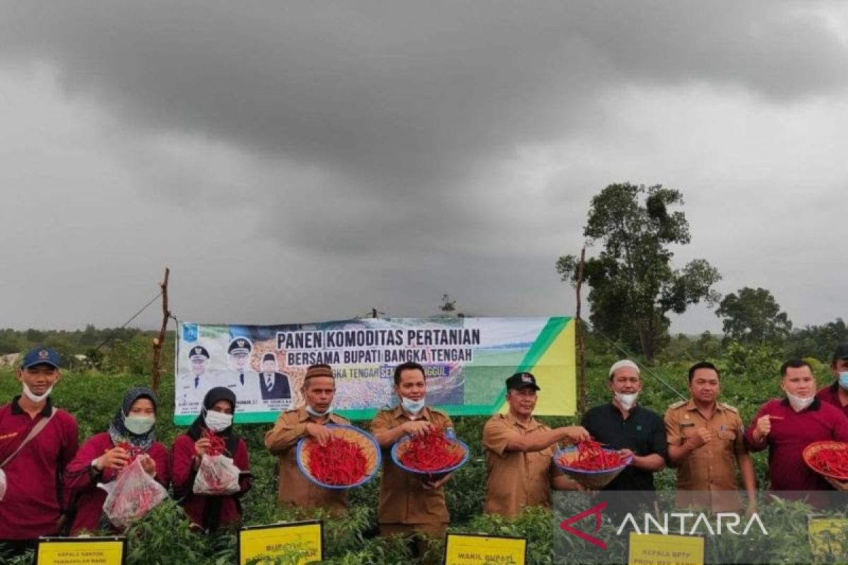 Pemerintah Kabupaten Bangka Tengah bantu petani bibit cabai merah