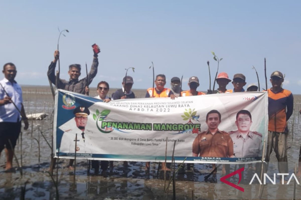 DKP Sulsel tanam 38 ribu bibit mangrove di Luwu Timur