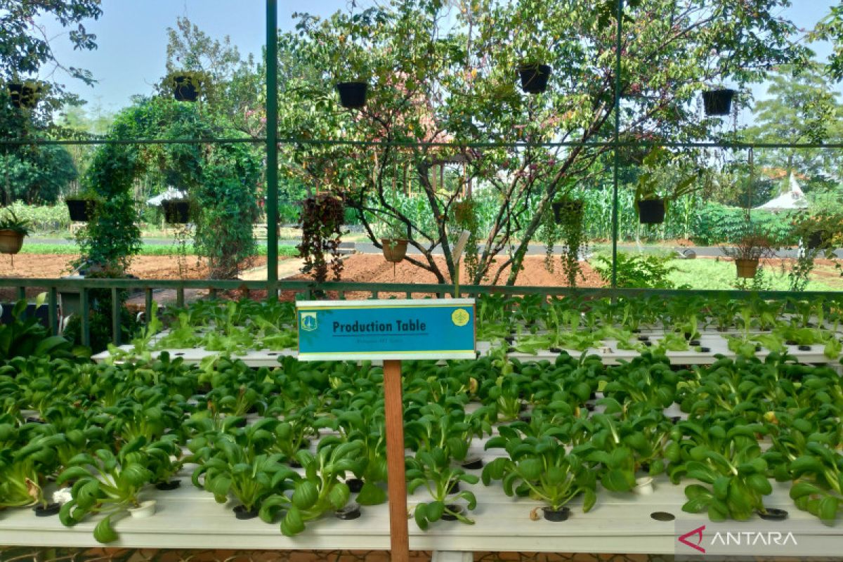Sudin KPKP Jaksel dorong  urban farming sebagai solusi mahalnya cabai