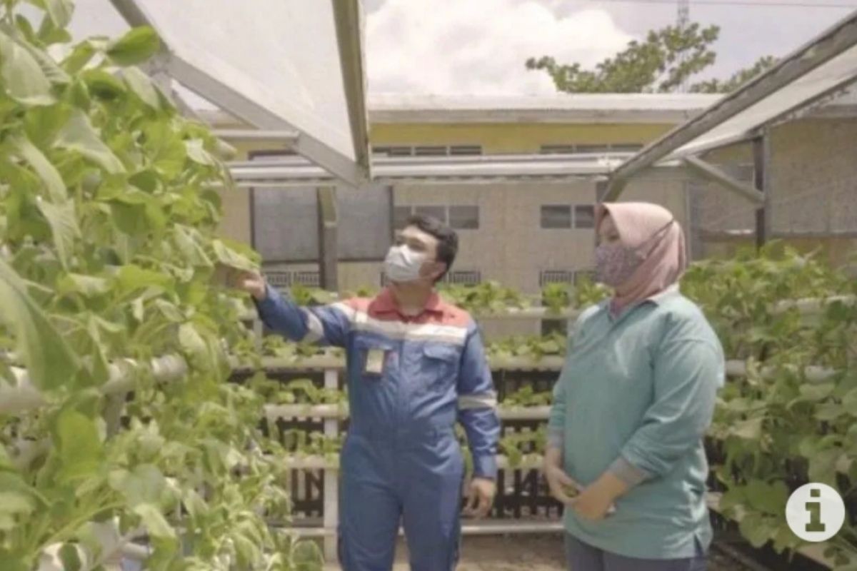 Rahmawati perempuan pejuang sayuran, menyulap lahan menjadi produktif