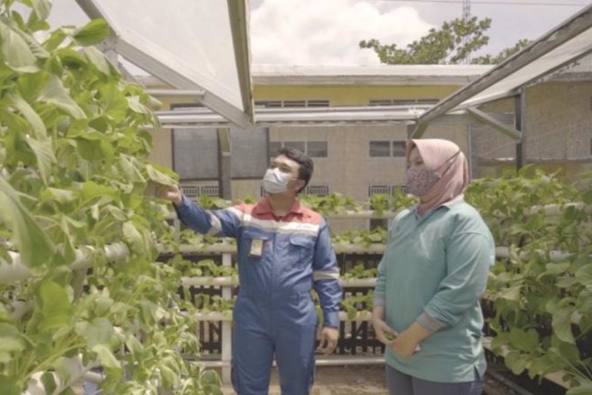 Rahmawati perempuan pejuang sayuran, menyulap lahan menjadi produktif