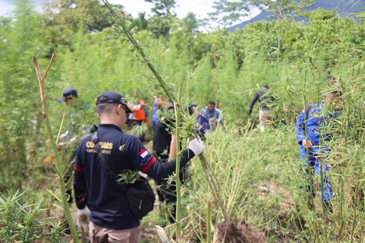 Polda Aceh musnahkan 5,3 hektare ladang ganja siap panen