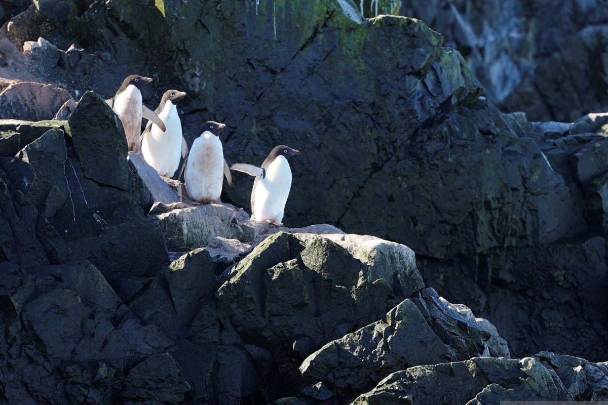 Sejarah burung penguin, dulu bisa terbang