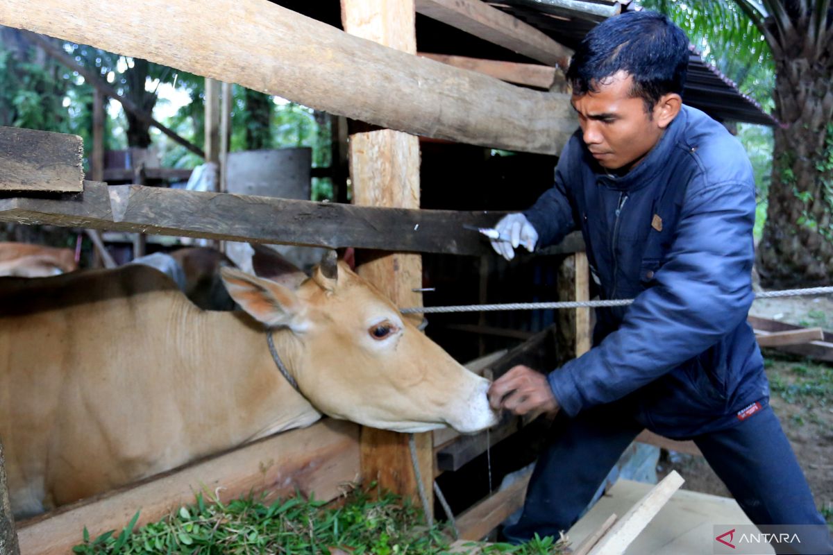 Pekanbaru bakal vaksin booster ratusan sapi guna cegah PMK