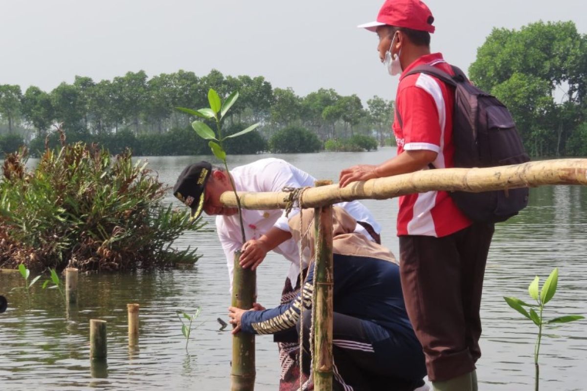 Pemkot Pekalongan  tanam 2.500 bibit mangrove