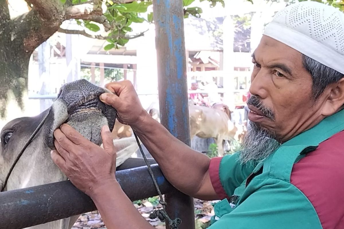 Pariaman dapat tambahan 1.000 dosis vaksin PMK