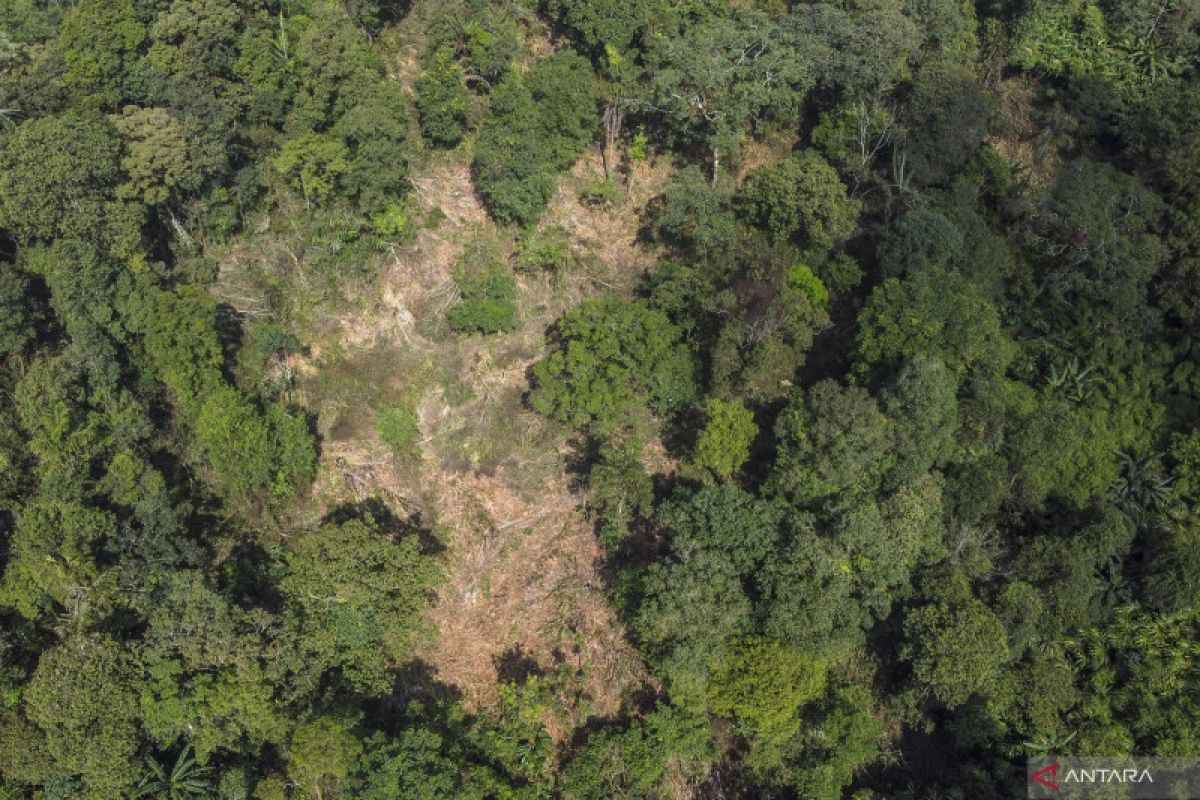 Indonesia shows deforestation decline at UN Forum on Forests