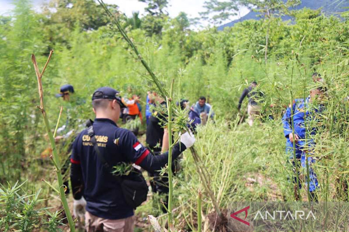 Polda Aceh musnahkan 5,3 Hektare ladang ganja