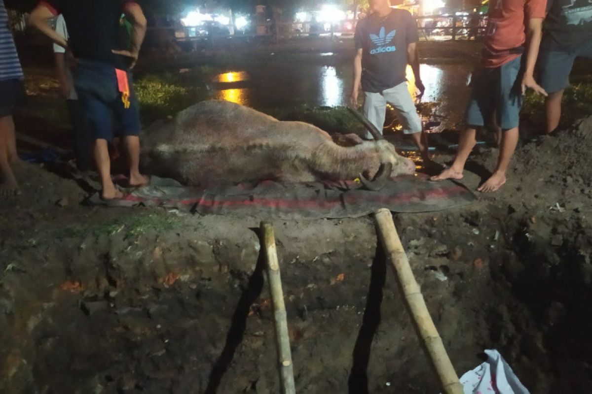 Kebo bule milik Keraton Surakarta mati terpapar PMK