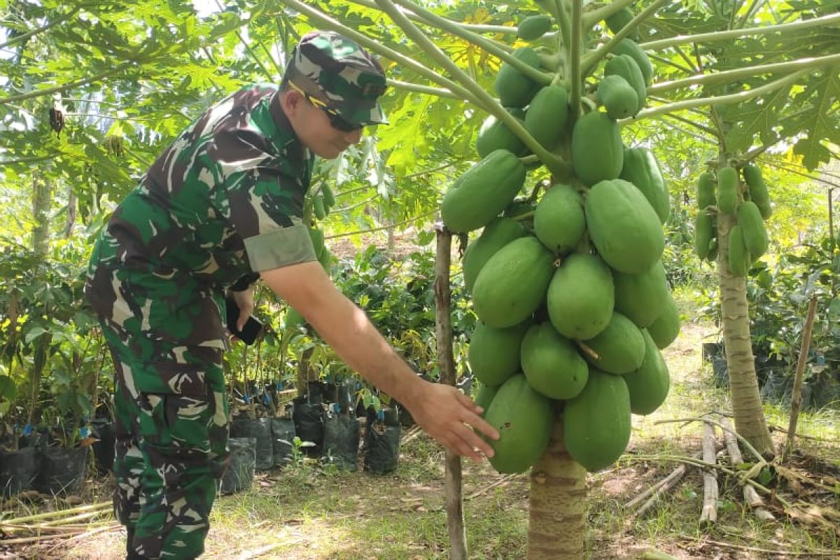 Motivasi petani, Kodim 0114 Aceh Jaya budidaya pepaya madu