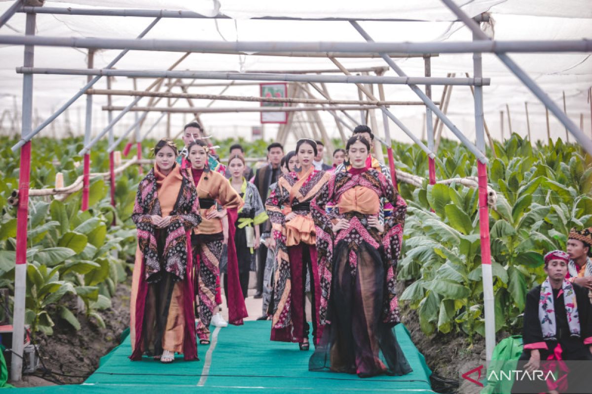 Peragaan busana di kebun tembakau meriahkan Festival JKCI